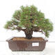 Bonsai ogrodowe - Pinus thunbergii - Sosna Thunberg - 1/4