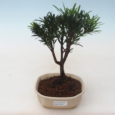 Kryty bonsai - Podocarpus - Cis kamienny PB2191759 - 1