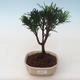 Kryty bonsai - Podocarpus - Cis kamienny PB2191759 - 1/4