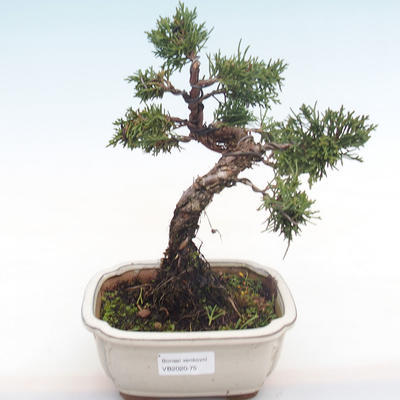 Outdoor bonsai - Juniperus chinensis - chiński jałowiec VB2020-75 - 1