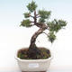 Outdoor bonsai - Juniperus chinensis - chiński jałowiec VB2020-75 - 1/2