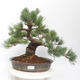 Outdoor bonsai - Pinus parviflora - Sosna biała - 1/4