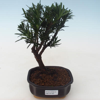 Kryty bonsai - Podocarpus - Cis kamienny PB2191760 - 1