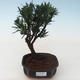 Kryty bonsai - Podocarpus - Cis kamienny PB2191760 - 1/4