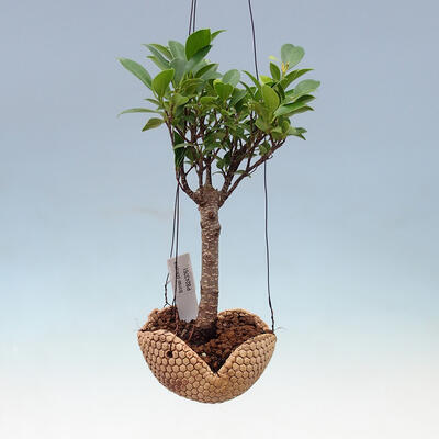 Kokedama w ceramice - figowiec drobnolistny - Ficus kimmen - 1