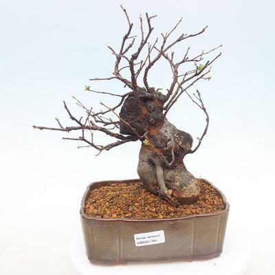 Outdoor bonsai - Pseudocydonia sinensis - Pigwa chińska - 1