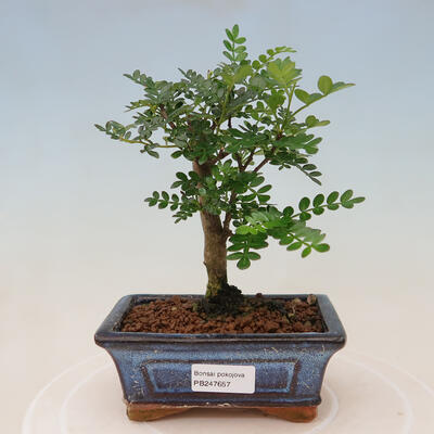 Bonsai do wnętrz - Zantoxylum piperitum - ziarno pieprzu - 1