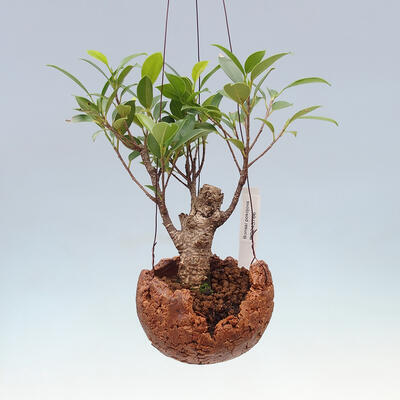 Kokedama w ceramice - figowiec drobnolistny - Ficus kimmen - 1