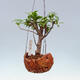 Kokedama w ceramice - figowiec drobnolistny - Ficus kimmen - 1/2