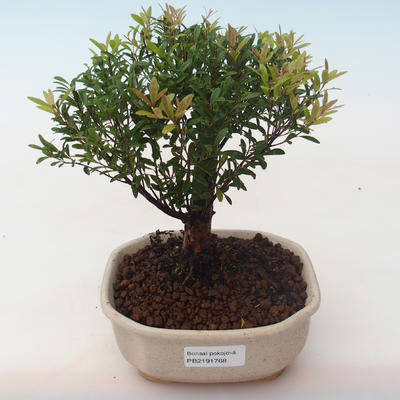 Kryty bonsai - Syzygium - Pimentovník PB2191768 - 1