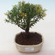 Kryty bonsai - Syzygium - Pimentovník PB2191768 - 1/3