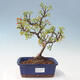 Outdoor bonsai - Malus sargentii - Jabłoń drobnoowocowa - 1/6