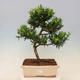 Kryty bonsai - Podocarpus - Kamienny tys - 1/7