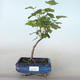 Outdoor bonsai - Porzeczka - Ribes sanguneum VB2020-780 - 1/2