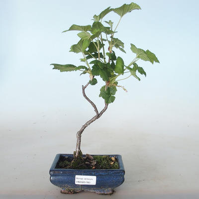 Outdoor bonsai - Porzeczka - Ribes sanguneum VB2020-783 - 1