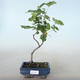 Outdoor bonsai - Porzeczka - Ribes sanguneum VB2020-783 - 1/2