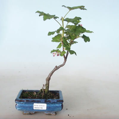 Outdoor bonsai - Porzeczka - Ribes sanguneum VB2020-784 - 1