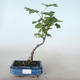 Outdoor bonsai - Porzeczka - Ribes sanguneum VB2020-784 - 1/2