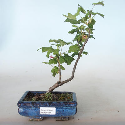 Outdoor bonsai - Porzeczka - Ribes sanguneum VB2020-786 - 1