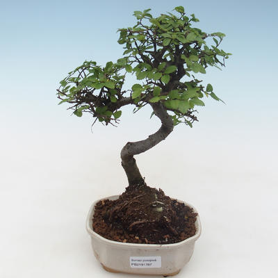 Kryty bonsai - Ulmus parvifolia - Wiąz mały liść PB2191787 - 1