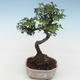 Kryty bonsai - Ulmus parvifolia - Wiąz mały liść PB2191787 - 1/3