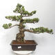 Outdoor bonsai - Pinus parviflora - Sosna biała - 1/5