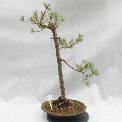 Outdoor bonsai lasu -Borovice - Pinus sylvestris - 1