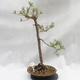 Outdoor bonsai lasu -Borovice - Pinus sylvestris - 1/5