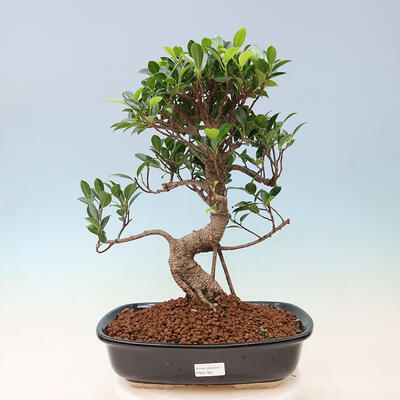 Kryty bonsai - Ficus kimmen - figowiec drobnolistny - 1