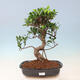 Kryty bonsai - Ficus kimmen - figowiec drobnolistny - 1/5