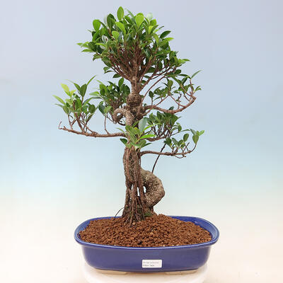 Kryty bonsai - Ficus kimmen - figowiec drobnolistny - 1