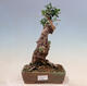 Kryte bonsai - Olea europaea sylvestris - Europejska oliwa z małych liści - 1/7