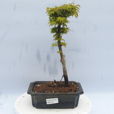 Bonsai outdoor - Acer palmatum SHISHIGASHIRA- Klon drobnolistny - 1