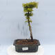 Bonsai outdoor - Acer palmatum SHISHIGASHIRA- Klon drobnolistny - 1/3