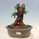 Kryte bonsai - Olea europaea sylvestris - Europejska oliwa z małych liści - 1/7