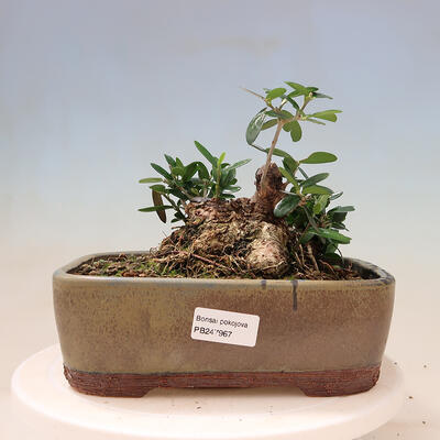 Kryte bonsai - Olea europaea sylvestris - Europejska oliwa z małych liści - 1