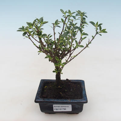 Kryty bonsai - Serissa foetida Variegata - Drzewo Tysiąca Gwiazd PB2191796 - 1