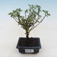 Kryty bonsai - Serissa foetida Variegata - Drzewo Tysiąca Gwiazd PB2191796 - 1/2