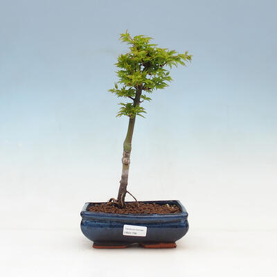 Bonsai na zewnątrz - Acer palmatum Shishigashira - 1