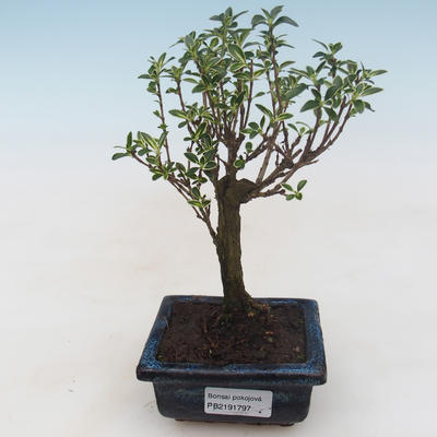 Kryty bonsai - Serissa foetida Variegata - Drzewo Tysiąca Gwiazd PB2191797 - 1