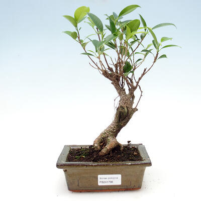Kryty bonsai - Ficus retusa - ficus drobnolistny