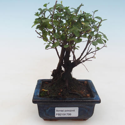 Kryty bonsai - Sagerécie thea - Sagerécie thea PB2191799 - 1