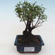 Kryty bonsai - Sagerécie thea - Sagerécie thea PB2191799 - 1/4
