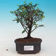 bonsai Room - Sagerécie Thea - Sagerécie Thea - 1/4