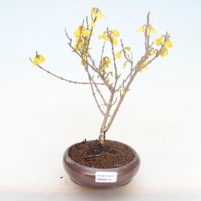 Outdoor bonsai - Zlatice - Forsythia intermedia Week End - 1