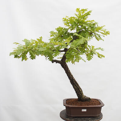 Bonsai zewnętrzne Quercus Cerris - Dąb Cer - 1