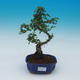 Pokój bonsai -Ligustrum chinensis - Bird's eye - 1/3