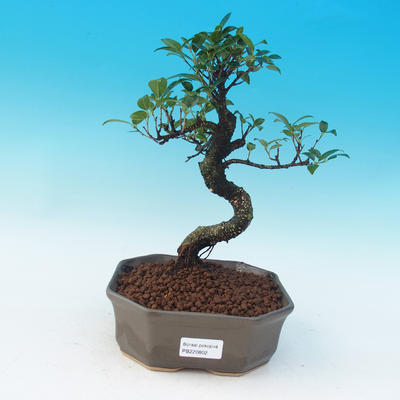 Pokój bonsai - Ficus retusa - ficus Malolistý - 1