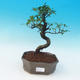Pokój bonsai - Ficus retusa - ficus Malolistý - 1/2