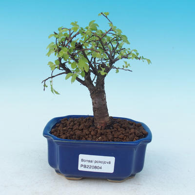 Pokój-bonsai Ulmus parvifolia-Malolistý wiąz - 1
